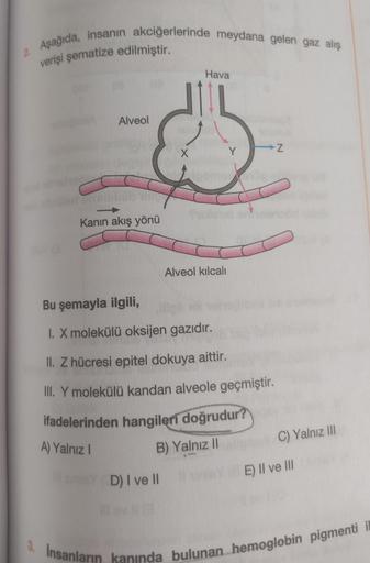 2
Aşağıda, insanın akciğerlerinde meydana gelen gaz alış
verişi şematize edilmiştir.
Alveol
Kanın akış yönü
X
sininY (D) I ve Il
II
Hava
Alveol kılcalı
Bu şemayla ilgili,
I. X molekülü oksijen gazıdır.
II. Z hücresi epitel dokuya aittir.
III. Y molekülü ka