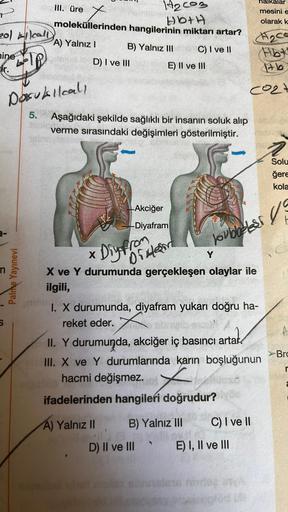 201 Allcall)
mine
S
Palme Yayınevi
t
moleküllerinden
A) Yalnız I
alom
III. üre
1₂003
Hb+H
hangilerinin miktarı artar?
C) I ve II
D) I ve III
Dasukilcall
5. Aşağıdaki şekilde sağlıklı bir insanın soluk alıp
verme sırasındaki değişimleri gösterilmiştir.
B) Y