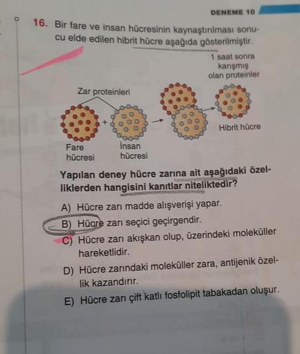 10
16. Bir fare ve insan hücresinin kaynaştırılması sonu-
cu elde edilen hibrit hücre aşağıda gösterilmiştir.
1 saat sonra
karışmış
olan proteinler
Zar proteinleri
Fare
hücresi
DENEME 10
İnsan
hücresi
Hibrit hücre
Yapılan deney hücre zarına ait aşağıdaki ö