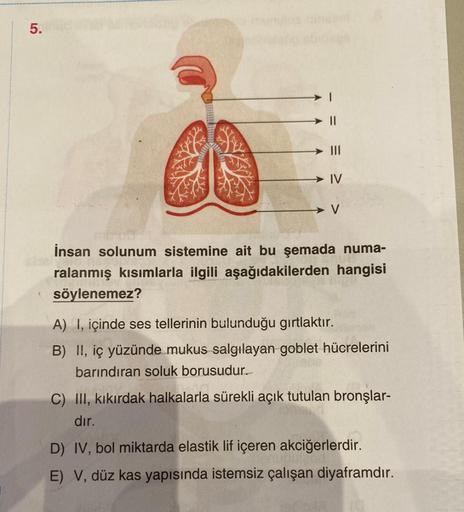 5.
IV
V
İnsan solunum sistemine ait bu şemada numa-
ralanmış kısımlarla ilgili aşağıdakilerden hangisi
söylenemez?
A) I, içinde ses tellerinin bulunduğu gırtlaktır.
B) II, iç yüzünde mukus salgılayan goblet hücrelerini
barındıran soluk borusudur.
C) III, k