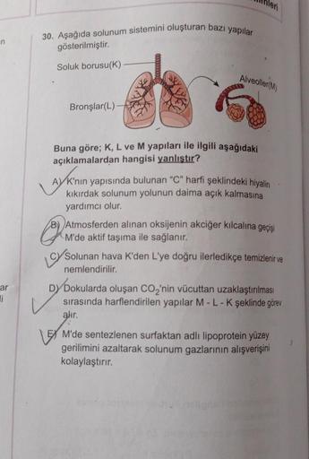 n
ar
li
30. Aşağıda solunum sistemini oluşturan bazı yapılar
gösterilmiştir.
Soluk borusu(K)
Bronşlar(L)-
Alveoller(M)
Buna göre; K, L ve M yapıları ile ilgili aşağıdaki
açıklamalardan hangisi yanlıştır?
AVK'nın yapısında bulunan "C" harfi şeklindeki hiyal