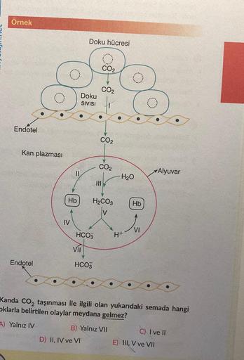 Örnek
Endotel
Kan plazması
Endotel
Hb
IV
VII
Doku hücresi
HCO3
CO₂
Doku J₁
SIVISI
HCO3
D) II, IV ve VI
CO₂
CO2
CO2
HI
H₂CO3
B) Yalnız VII
H₂O
H+
Hb
VI
Kanda CO₂ taşınması ile ilgili olan yukarıdaki semada hangi
Oklarla belirtilen olaylar meydana gelmez?
A)