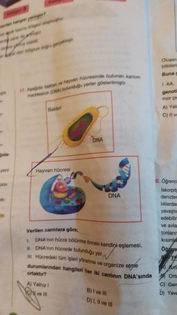 derden hangiel yandiger?
war der
yeni
geye doğru geredeir
17. Apagide bakteri ve hayvan hücresinde bulunan kalitim
maddesinin (DNA) bulunduğu yerler gösterilmiştir.
Bakteri
Hayvan hücresi
DNA
ortaktır?
A) Yalnız I
ve Ill
DNA
Verilen canlılara göre;
L
DNA'nın hücre bölünme öncesi kendini eşlemesi,
II. DNA'nın hücrede bulunduğu yer,
III. Hücredeki tüm işleri yönetme ve organize etme
durumlarından hangileri her iki canlının DNA'sında
B) I ve III
D) I, II ve III
Oluşan
bitkileri
Buna g
LAA,
genoti
mor çi
A) Yaln
C) II v=
0. Öğrenci
iskorpitg
denizler
liklardan
yavaştır
edebilir
ve avla
tonların
kısımla
Öğren
ya
Kirl
Orta
C) Gen
D) Yava