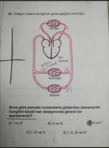40. Dolaşım sistemi ile ilgili bir şema aşağıda verilmiştir.
Altona
IV
Akciğer
D) I, III ve V
Toplard.
Sol
karıncık
Karaciğer
Böbrek
||
B) II ve III
III
Buna göre semada numaralarla gösterilen damarlardan
hangileri büyük kan dolaşımında görevli bir
atardam