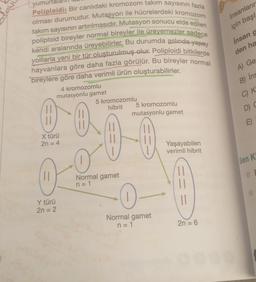 yumur
Poliploidi: Bir canlıdaki kromozom takım sayısının fazla
olması durumudur. Mutasyon ile hücrelerdeki kromozom
takım sayısının artırılmasıdır. Mutasyon sonucu elde edilen
poliploid bireyler normal bireyler ile üreyemezler sadece
kendi aralarında üreyebilirler. Bu durumda aslında yapay
yolllarla yeni bir tür oluşturulmuş olur. Poliploidi bitkilerde
hayvanlara göre daha fazla görülür. Bu bireyler normal
bireylere göre daha verimli ürün oluşturabilirler.
4 kromozomlu
mutasyonlu gamet
5 kromozomlu
hibrit
||
00
00
X türü
2n = 4
Normal gamet
n=1
11
Y türü
2n = 2
5 kromozomlu
mutasyonlu gamet
Normal gamet
n=1
Yaşayabilen
verimli hibrit
2n = 6
insanların
için başl
insan g
den ha
A) Ge
B) ins
C) K
D) C
Gen K
OF
O