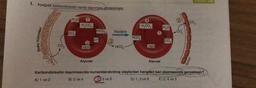 1. Aşağıda karbondioksitin kanla taşınması gösterilmiştir.
Doku hücreleri
CO₂
Karbondioksitin
A) 1 ve 2
H₂O
CO.
H₂CO3
HbH
Alyuvar
taşınmasında
B) 3 ve 4
HCO
H*
Akciğere
HCO3-
HCO
H₂CO3
HbH
Alyuvar
H₂O
CO 2
(6
CO₂
Alveol
CO₂
numaralandırılmış olaylardan hangileri kan plazmasında gerçekleşir?
C3 ve 6
D) 1, 3 ve 6
E) 2, 4 ve 5
