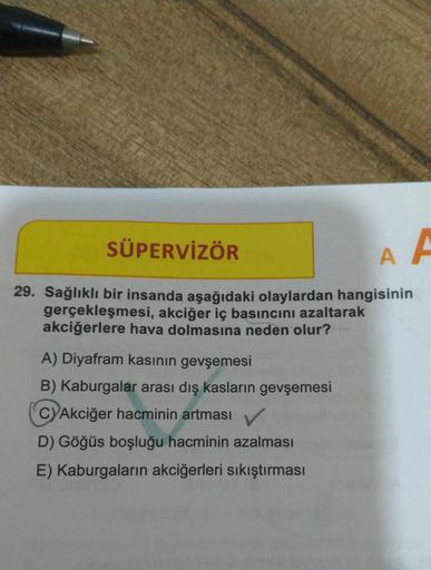 SÜPERVİZÖR
29. Sağlıklı bir insanda aşağıdaki olaylardan hangisinin
gerçekleşmesi, akciğer iç basıncını azaltarak
akciğerlere hava dolmasına neden olur?
A) Diyafram kasının gevşemesi
B) Kaburgalar arası dış kasların gevşemesi
C)Akciğer hacminin artması
V
D