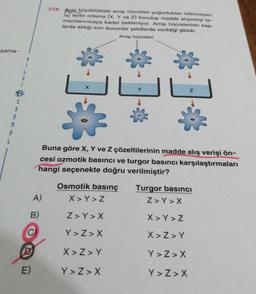 şama-
S
A
R
M
6
i
B
1
L
E)
A)
218. Aynı büyüklükteki amip hücreleri yoğunlukları bilinmeyen
üç farklı ortama (X, Y ve Z) konulup madde alışverişi ta-
mamlanıncaya kadar bekleniyor. Amip hücrelerinin kap-
larda aldığı son durumlar şekillerde verildiği gibidir.
Amip hücreleri
B)
D*
Buna göre X, Y ve Z çözeltilerinin madde alış verişi ön-
cesi ozmotik basıncı ve turgor basıncı karşılaştırmaları
hangi seçenekte doğru verilmiştir?
Osmotik basınç
Turgor basıncı
X>Y>Z
Z>Y>X
Y>Z>X
X>Z>Y
Y>Z>X
Z
Z>Y>X
X>Y>Z
X>Z>Y
Y>Z>X
Y>Z>X