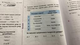 B) Yalnız III
C) I ve II
en bazı olaylar aşağıda verilmiştir.
Z-
→ Laktoz + Su
Dz→→→ Pektin + Su
minoasit →→Protein + Su
eri bitki hücresinin golgi ci-
de hayvan hücresinin golgi
ir?
Hayvan hücresinde
gerçekleşen
Yalnız II
Yalnız I
Il ve III
karekök
9. Aşağıdaki tabloda hücrelerdeki organeller ile insan
vücudundaki bazı organlar görev yönüyle eşleştiril
miştir.
1
2
3
4
5
Hücredeki organel
Hücre Zari
Endoplazmik
Retikulum
Ara filamentler
Lizozom
Çekirdek
Bu tablodaki
A) 1
B) 2
Görevdaş
olduğu organ
C) 3
Deri
Dalak
eşleştirmelerin hangisinde yanlıştır?
D) 4
E) 5
Kemik
Mide, ince bağırsak
Beyin
II. Kromozom sayısı
ile ilgili bir yargıy
III. Kromozom say
birbirinden fark
ifadelerinden ha
A) Yalnız I
2.
D)