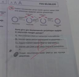 A
(3C)
ağı-
kle-
AAA
40.) insanın hücresinden alınan insülin geninin bakteri DNA
sına aktarılması aşağıdaki şekilde gösterilmiştir.
Insulin geni
Insulin geni
O
Reaksiyon
enzimi
Plazmit DNA
Ligasyon
tekniği
Plazmit DNA
FEN BİLİMLERİ
Plazmit DNA
til
DNA lipaz
enzimi
O
Rekombinant
DNA
Buna göre gen klonlamasında gerçekleşen aşağıda-
ki olaylardan hangisi yanlıştır?
A) Rekombinant DNA'nın bakteriden izole edilmesi.
B) istenen genin yerinin belirlenmesi ve çıkarılması.
C) Taşıyıer (vektör) plazmit DNA'nın elde edilmesi.
D) İstenen gen DNA'sının vektör DNA'srile birleştirilme-
si.
Oluşan rekombinant vektör DNA'nın alıcı hücreye
aktarılması.