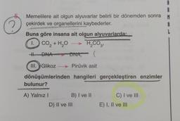 Memelilere ait olgun alyuvarlar belirli bir dönemden sonra
çekirdek ve organellerini kaybederler.
Buna göre insana ait olgun alyuvarlarda:
1. CO, + H,O → H₂CO3¹
H DNA
DNA,
(
III. Glikoz →→→→ Pirüvik asit
dönüşümlerinden hangileri gerçekleştiren enzimler
bulunur?
A) Yalnız I
B) I ve II
D) II ve III
C) I ve III
E) I, II ve III
R