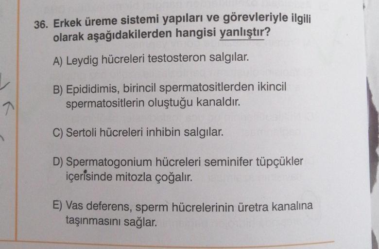 7
n
36. Erkek üreme sistemi yapıları ve görevleriyle ilgili
olarak aşağıdakilerden hangisi yanlıştır?
A) Leydig hücreleri testosteron salgılar.
B) Epididimis, birincil spermatositlerden ikincil
spermatositlerin oluştuğu kanaldır.
C) Sertoli hücreleri inhib