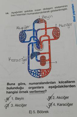 14. Aşağıdaki şekilde insan dolaşım sisteminin
bazı kısımları numaralandırılarak gösterilmiştir.
1
Akaiger
Karaciğer
1973
Beyin
5
E) 5. Böbrek
final yayınları
Buna göre, numaralandırılan kılcalların
bulunduğu organlara aşağıdakilerden
hangisi örnek verilemez?
1. Beyin
3. Akciğer
Akciğer
2. Akciğer
4. Karaciğer