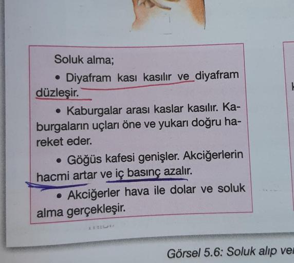 Soluk alma;
• Diyafram kası kasılır ve diyafram
düzleşir.
• Kaburgalar arası kaslar kasılır. Ka-
burgaların uçları öne ve yukarı doğru ha-
reket eder.
• Göğüs kafesi genişler. Akciğerlerin
hacmi artar ve iç basınç azalır.
• Akciğerler hava ile dolar ve sol