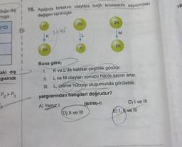 duğu dış
miştir.
(°C)
aki dış
gisinde
P₂>P3
G
16. Aşağıda birtakım olaylara bağlı kromozom sayısındaki
değişim verilmiştir.
n
2n
inter
2n
2n
(D) II ve III
M
Buna göre;
I.
II.
L ve M olayları sonucu hücre sayısı artar.
III. L, üreme hücreşi oluşumunda görülebilir.
yargılarından hangileri doğrudur?
A) Yalnız I
B) Ivell
2n
K ve L'de kalıtsal çeşitlilik görülür.
C) I ve III
É) I, N ve III
18