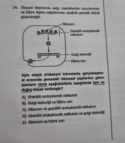 14. Ökaryot hücrelerde salgı maddelerinin hazırlanması
ve hücre dışına salgılanması aşağıda şematik olarak
gösterilmiştir.
Ribozom
Granüllü endoplazmik
retikulum
Golgi cisimciği
-Hücre zarı
Aynı olayın prokaryot hücrelerde gerçekleşme-
si sırasında şemadaki hücresel yapılardan görev
alanların tümü aşağıdakilerin hangisinde tam ve
doğru olarak verilmiştir?
A) Granüllü endoplazmik retikulum
B) Golgi cisimciği ve hücre zarı
O) Ribozom ve granüllü endoplazmik retikulum
D) Granüllü endoplazmik retikulum ve golgi cisimciği
E) Ribozom ve hücre zarı