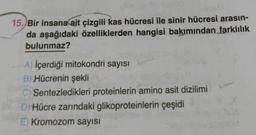 15. Bir insana ait çizgili kas hücresi ile sinir hücresi arasın-
da aşağıdaki özelliklerden hangisi bakımından farklılık
bulunmaz?
A) İçerdiği mitokondri sayısı
B) Hücrenin şekli
C) Sentezledikleri proteinlerin amino asit dizilimi
D) Hücre zarındaki glikoproteinlerin çeşidi
E) Kromozom sayısı