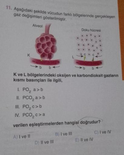 11. Aşağıdaki şekilde vücudun farklı bölgelerinde gerçekleşen
gaz değişimleri gösterilmiştir.
K
Alveol
aa
L
b b
K ve L bölgelerindeki oksijen ve karbondioksit gazların
kısmı basınçları ile ilgili,
D) II ve III
Doku hücresi
B) I ve III
1. PO₂ a>b
2
II. PCO₂