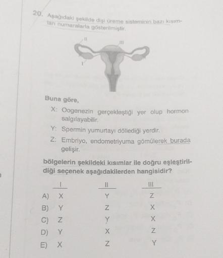 20. Aşağıdaki şekilde dişi üreme sisteminin bazı kısım-
tanı numaralarla gösterilmiştir.
po
Buna göre,
X: Oogenezin gerçekleştiği yer olup hormon
salgılayabilir.
Y: Spermin yumurtayı döllediği yerdir.
Z: Embriyo, endometriyuma gömülerek burada
gelişir.
böl