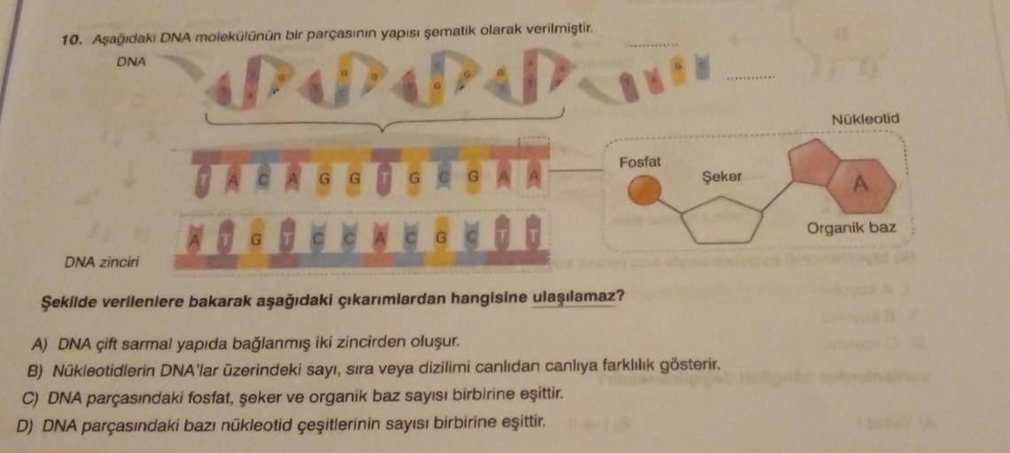 10. Aşağıdaki DNA molekülünün bir parçasının yapısı şematik olarak verilmiştir.
DNA
DNA zinciri
P**
TARA
GG
G C
GA
G
G C
Fosfat
Şeker
Şekilde verilenlere bakarak aşağıdaki çıkarımlardan hangisine ulaşılamaz?
A) DNA çift sarmal yapıda bağlanmış iki zincirde