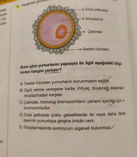 e
metle-
reyde
Ga-
vreler
ze
3. Aşağıdaki
Zona pellusida
Sitoplazma
Çekirdek
ODOS
Buna göre yumurtanın yapısıyla ile ilgili aşağıdaki bilgi-
lerden hangisi yanlıştır?
Destek hücreleri
A) Destek hücreleri yumurtanın korunmasını sağlar.
B) Zigot rahme yerleş