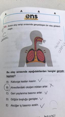 A
A
C
ens
Eğitimde Niteliki Sayfa
A
31. Soluk alış verişi sırasında gerçekleşen bir olay gösteril-
miştir.
A
A) Kaburga kasları kasılır. V
B) Alveollerdeki oksijen miktarı artar. X
C) Geri yaylanma basıncı artar. V
D) Göğüs boşluğu genişler. V
E) Akciğer iç basıncı azalır. ✓
Bu olay sırasında aşağıdakilerden hangisi gerçek-
leşmez?
CI
soluk
alma
basing!