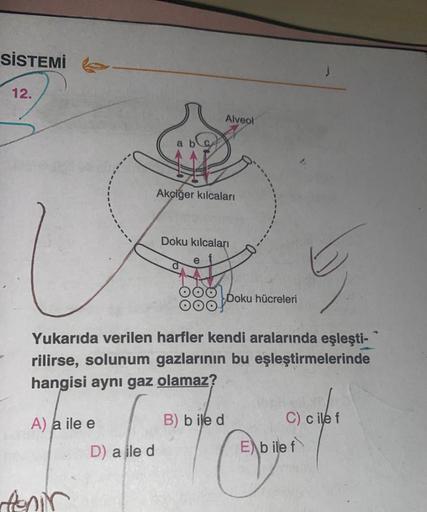 SİSTEMİ
12.
A) a ile e
tenir
D) a ile d
Akciğer kılcaları
Doku kılcaları
d
Alveol
e
Yukarıda verilen harfler kendi aralarında eşleşti-
rilirse, solunum gazlarının bu eşleştirmelerinde
hangisi aynı gaz olamaz?
B) bile d
Doku hücreleri
3
C) cile f
Eb ile f