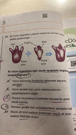 5
aşağıda
20. Bir hücre organelinin yapısını oluşturan birimler a
şekilde gösterilmiştir.
RNA
D
E
Protein.
+
0X20
Büyük
birim
RNA
⇒>>
Küçük
birim
cDö
es
Bu hücre organeliyle ilgili olarak aşağıdaki bilgilerd
hangisi doğrudur?
AHücre bölünmesi öncesinde eşlenerek sayısını
artırabilir.
Hücre içindeki bazı yıkım reaksiyonlarının
gerçekleşmesini sağlar.
C)) Ökaryot ve prokaryot özellikteki hücrelerde genel
olarak bulunur.
OF
Hücreye gerekli olan polisakkaritlerin sentezini sağ
Büyük alt birim sadece proteinden küçük alt birim
sadece RNA'dan oluşur.