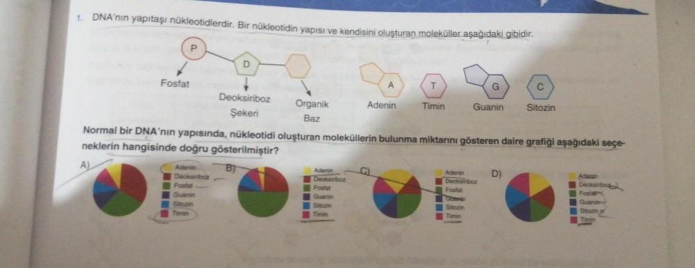1. DNA'nın yapıtaşı nükleotidlerdir. Bir nükleotidin yapısı ve kendisini oluşturan moleküller aşağıdaki gibidir.
Fosfat
P
D
Adenin
Deoksiriboz
Fostat
Guanin
Sitozin
Timin
Deoksiriboz
Şekeri
Organik
Baz
A
Adenin
Deoksiriboz
Fostat
Guanin
Sitozin
Adenin
T
Ti