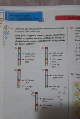 S
1
!
Üniversite Hazırlık
Ünite Değerlendirme Sınavı
27. DNA'sında ağır azot bulunduran bir bakteri normal azot-
lu ortamda iki kez bölünüyor.
Buna göre, çoğalma sonucu oluşan bakterilerin
DNA'ları ayrıştırılıp santrifüj edildiğinde deney tü-
pündeki bantlaşmanın aşağıdakilerin hangisindeki
gibi olması beklenir?
A)
9
%50 normal
azotlu DNA
%50 melez
DNA
%75 melez
DNA
%25 ağır
DNA
E)
B)
D)
%25 normal
azotlu DNA
%50 melez
DNA
%25 ağır
DNA
%50 normal
azotlu DNA
%50 ağır
DNA
%25 normal
DNA
%75 melez
DNA
15
14
15
AYT B
29. Replike
Proka
orjini
çok sa
Bu du
11. C
III. C
yara
A) Ya
30. Aşağ
mişti
O
0=9-0
0=4-
H₂C