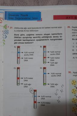 S
1
!
Üniversite Hazırlık
Ünite Değerlendirme Sınavı
27. DNA'sında ağır azot bulunduran bir bakteri normal azot-
lu ortamda iki kez bölünüyor.
Buna göre, çoğalma sonucu oluşan bakterilerin
DNA'ları ayrıştırılıp santrifüj edildiğinde deney tü-
pündeki bantlaşmanın aşağıdakilerin hangisindeki
gibi olması beklenir?
A)
9
%50 normal
azotlu DNA
%50 melez
DNA
%75 melez
DNA
%25 ağır
DNA
E)
B)
D)
%25 normal
azotlu DNA
%50 melez
DNA
%25 ağır
DNA
%50 normal
azotlu DNA
%50 ağır
DNA
%25 normal
DNA
%75 melez
DNA
15
14
15
AYT B
29. Replike
Proka
orjini
çok sa
Bu du
11. C
III. C
yara
A) Ya
30. Aşağ
mişti
O
0=9-0
0=4-
H₂C