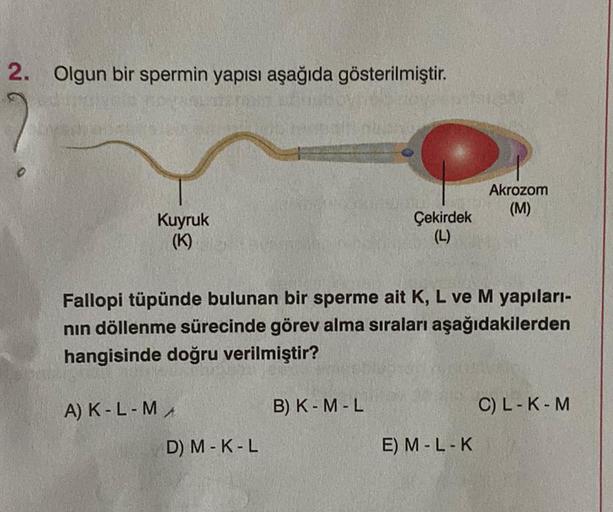 2. Olgun bir spermin yapısı aşağıda gösterilmiştir.
Kuyruk
(K)
A) K - L - MA
Fallopi tüpünde bulunan bir sperme ait K, L ve M yapıları-
nın döllenme sürecinde görev alma sıraları aşağıdakilerden
hangisinde doğru verilmiştir?
D) M-K-L
Çekirdek
(L)
B) K-M-L