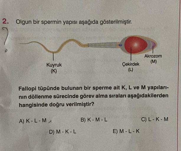 2. Olgun bir spermin yapısı aşağıda gösterilmiştir.
Kuyruk
(K)
A) K - L - MA
Fallopi tüpünde bulunan bir sperme ait K, L ve M yapıları-
nın döllenme sürecinde görev alma sıraları aşağıdakilerden
hangisinde doğru verilmiştir?
D) M-K-L
Çekirdek
(L)
B) K-M-L
