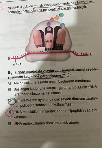 5. Aşağıdaki şekilde translasyon aşamasında bir ribozom ve
sentezlenmekte olan bir polipeptit zinciri gösterilmiştir.
5'
mRNA
888
tRNA
3¹
Buna göre aşağıdaki olaylardan hangisi translasyon
sırasında kesinlikle gerçekleşmez?
A) Amino asitler arasında peptit