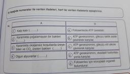 B) Aşağıda numaralar ile verilen ifadeleri, harf ile verilen ifadelerle eşleştiriniz.
14.
A
(1.) Kalp kasi (..
Karanlıkta çoğalamayan bir bakteri
Karanlıkta oksijensiz koşullarda üreye-
bilen ve CO, üreten bakteri (.....…...)
4. Olgun alyuvarlar (.........)
B
(a.) Fotosentezle ATP üretebilir.
(d.
ATP gereksinimini, glikozu laktik aside
çevirerek karşılar.
ATP gereksinimini, glikozu etil alkole
çevirerek karşılar.
ATP gereksinimini, oksidatif fosforilas-
yonla karşılar.
Fotosentez için kloroplast organeli
bulundurur.