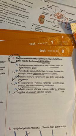 ararlı iç dengesine (homeostazi)
in başında azotlu boşaltım ürünleri gelir.
nükleik asit gibi azotlu bileşiklerin yıkılması so-
ayak) oluşur.
ciğerde ornitin döngüsü adı verilen kimyasal
unda üreye dönüştürülür. Bu dönüşüm su
ptasyondur.
ürünüdür ve çok fazla suyla dışarı atılır.
zehirlidir ve daha az suyla atılır.
olan ve en az suyla (en derişik hâlde)
dür.
sperm-
eşerek
iner sistem gö-
ışıklık
ilar
Säm
Oluşumu:
test
Bowman
kapsülü
Getirici
atardamar
Glomerulus
Götürücü-
atardamar
Proksimal tüp
İdrar, nefron kanallarında üç aşamada oluşur;
Süzülme
Geri Emilim
Salgılama (A
Henle kulbu
7
Distal tüp
test »»»>>>>>
8
4. Diş üreme sisteminde gerçekleşen olaylarla ilgili aşa-
ğıdaki ifadelerden hangisi söylenemez?
A) Ovulasyonun gerçekleşmesine bağlı olarak II. oosit yu-
murta kanalına geçer.
BY Yumurtalığın salgıladığı fertilizin hormonu ile spermle-
rin doğru yumurta kanalına yönelmesi sağlanır.
Döllenme yumurta kanalının ilk üçte birlik bölümünde
gerçekleşir.
V
Dilk bölünmelerini yumurta kanalında gerçekleştiren
embriyo, ardından endometriyuma tutunur.
E) Gebelik boyunca uterusta gelişen embriyo, annenin
boşaltım ve solunum sistemini kullanır.
Nefron kılcalları
5. Aşağıdaki şekilde insanlarda döllenme olayı gösterilmiştir.
x
Böbrek
atardamarı
Böbre
tolardan