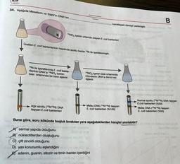 ayinlan
*****
34. Aşağıda Meselson ve Stahl'in DNA'nın.
1105
solt
Üretilen E. coli bakterilerinin hepsinde azotlu bazlar 15N ile işaretlenmiştir.
15NO3 içeren ortamda üreyen E. coli bakterileri
15N ile işaretlenmiş E. coli bakte-
rilerinin DNA'sı 14NO3 içeren
besi ortamında bir kere eşlenir.
Ağır azotlu (15N15N) DNA
taşıyan E.coli bakterileri
L
kanıtlayan deneyi verilmiştir.
14NO3 içeren besi ortamında
hücrelerin DNA'sı ikinci kez
eşlenir.
MUR
Melez DNA (15N14N) taşıyan
E. coli bakterileri (%100)
ww
A) sarmal yapıda olduğunu
B) nükleotitlerden oluştuğunu
C) çift zincirli olduğunu
D) yarı korunumlu eşlendiğini
Eadenin, guanin, sitozin ve timin bazları içerdiğini
Ho acen lyskmise
da ehtis online
Lan
B
ADO
Neben
Normal azotlu (14N14N) DNA taşıyan
E.coli bakterileri (%50)
Melez DNA (15N14N) taşıyan
E. coli bakterileri (%50)
Buna göre, soru kökünde boşluk bırakılan yere aşağıdakilerden hangisi yazılabilir?qu nix sig bist Depa
alarther longe
ters geld do
001