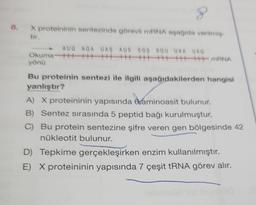 8
8. X proteininin sentezinde görevli mRNA aşağıda verilmig
tir.
AUG AGA UAS AUS SGS SGU UAA UAG
Okuma +++ ||||||||||||||||HHHH mRNA
yönü
Bu proteinin sentezi ile ilgili aşağıdakilerden hangisi
yanlıştır?
A) X proteininin yapısında oaminoasit bulunur.
B) Sentez sırasında 5 peptid bağı kurulmuştur.
C) Bu protein sentezine şifre veren gen bölgesinde 42
nükleotit bulunur.
D) Tepkime gerçekleşirken enzim kullanılmıştır.
E) X proteininin yapısında 7 çeşit tRNA görev alır.