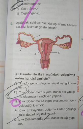 CGametogenez
D) Gastrulasyon
E) Organogenez
2. Aşağıdaki şekilde insanda dişi üreme sistemi-
nin bazı kısımlar gösterilmiştir.
X
Z
L
Y
- K
Bu kısımlar ile ilgili aşağıdaki eşleştirme-
lerden hangisi yanlıştır?
AX-Oogenez olayının gerçekleştiği kısım-
B) Y 