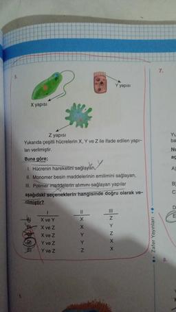 X yapısı
D)
E)
Z yapısı
Yukarıda çeşitli hücrelerin X, Y ve Zi
ları verilmiştir.
Buna göre;
1. Hücrenin hareketini sağlayan,
II. Monomer besin maddelerinin emilimini sağlayan,
III. Polimer maddelerin alımını sağlayan yapılar
aşağıdakı seçeneklerin hangisinde doğru olarak ve-
rilmiştir?
X ve Y
X ve Z
X ve Z
Y ve Z
Y ve Z
11
X
X
Y
VIVITATEA
Y
Z
Y yapısı
X
edilen yapı-
ENXNX
Zafer Yayınları
7.
Yu
ba
Nu
aç
A)
B
C
D