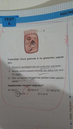 TEST
6
Yukarıdaki hücre şeklinde A
için;
L. Hücrenin yerdeğiştirmesi için kullanılan yapılardır.
II. Madde emilim yüzeyini artırdığı için daha hızlı emi-
lim sağlar.
III. Bitki ve hayvan hücrelerinde görülen ortak yapılar-
dandır.
ifadelerinden hangileri doğrudur?
BUYalnız II
A) Yalnız I
gösterilen yapılar
D) ve H
HÜCRE
C) Yalnız III
E) II ve III
◆. Zafer Yayınları