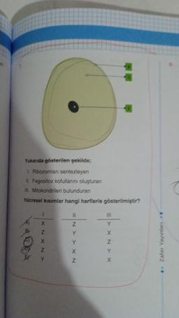 Yukarıda gösterilen şekilde;
1. Ribozomları sentezleyen
II. Fagositoz kofullarını oluşturan
III. Mitokondrileri bulunduran
hücresel kısımlar hangi harflerle gösterilmiştir?
B
EX
1
X
Z
X
Z
Y
11
Z
Y
Y
X
Z
III
Y
X
NYX
** Zafer Yayınları