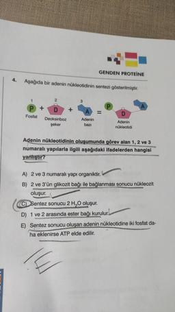 4.
Aşağıda bir adenin nükleotidinin sentezi gösterilmiştir.
1
Fosfat
2
+ D +
Deoksiriboz
şeker
3
GENDEN PROTEINE
Adenin
bazı
D
Adenin
nükleotidi
Adenin nükleotidinin oluşumunda görev alan 1, 2 ve 3
numaralı yapılarla ilgili aşağıdaki ifadelerden hangisi
yanlıştır?
A) 2 ve 3 numaralı yapı organiktir.
B) 2 ve 3'ün glikozit bağı ile bağlanması sonucu nükleozit
oluşur.
(C) Sentez sonucu 2 H₂O oluşur.
D) 1 ve 2 arasında ester bağı kurulur.
E) Sentez sonucu oluşan adenin nükleotidine iki fosfat da-
ha eklenirse ATP elde edilir.