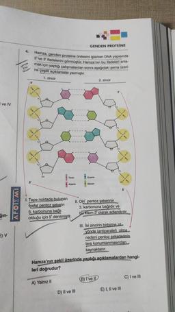 I ve IV
ģğın-
E) V
K
4.
5
3'
Hamza, genden proteine ünitesini işlerken DNA yapısında
5' ve 3' ifadelerini görmüştür. Hamza'nın bu ifadeleri anla-
mak için yaptığı çalışmalardan sonra aşağıdaki şema üzeri-
ne çeşitli açıklamalar yazmıştır.
1. zincir
OH
Timin
Adenin
1. Tepe noktada bulunan
fosfat pentoz sekerin
5. karbonuna bağlı
olduğu için 5' denilmiştir.
GENDEN PROTEINE
Guanin
D) II ve III
Sitozin
2. zincir
II. OH pentoz şekerinin
3. karbonuna bağlıdır ve
bu kısım 3' olarak adlandırılır.
3
III. İki zincirin birbirine zit
yönde (antiparalel) olma
nedeni pentoz şekerlerinin
ters konumlanmasından
kaynaklanır.
Hamza'nın şekil üzerinde yaptığı açıklamalardan hangi-
leri doğrudur?
A) Yalnız II
(B) I ve II
E) I, II ve III
C) I ve III