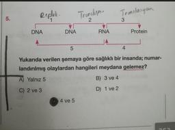 5.
Replak.
DNA
DNA
Transkip.
2
4 ve 5
RNA
Translasyon
3
4
Protein
5
Yukarıda verilen şemaya göre sağlıklı bir insanda; numar-
landırılmış olaylardan hangileri meydana gelemez?
A) Yalnız 5
B) 3 ve 4
C) 2 ve 3
D) 1 ve 2