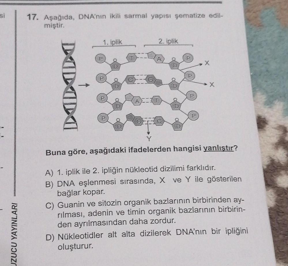 si
UZUCU YAYINLARI
17. Aşağıda, DNA'nın ikili sarmal yapısı şematize edil-
miştir.
DODA
1. iplik
2. iplik
A
X
X
Y
Buna göre, aşağıdaki ifadelerden hangisi yanlıştır?
A) 1. iplik ile 2. ipliğin nükleotid dizilimi farklıdır.
B) DNA eşlenmesi sırasında, X ve