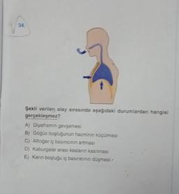 34.
Şekli verilen olay sırasında aşağıdaki durumlardan hangisi
gerçekleşmez?
A) Diyaframın gevşemesi
B) Göğüs boşluğunun hacminin küçülmesi
C) Akciğer iç basıncının artması
D) Kaburgalar arası kasların kasılması
E) Karın boşluğu iç basıncının düşmesi