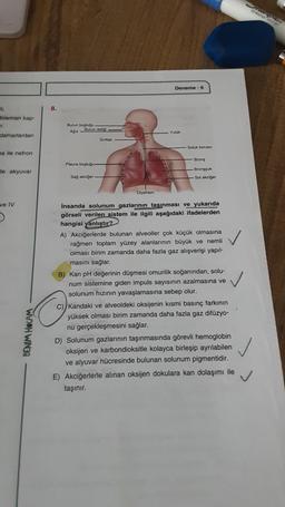 li;
Bowman kap-
r.
damarlardan
ha ile nefron
de akyuvar
ve IV
BENIM HOCAM
8.
Burun boşluğu
Burun deliği
Ağız
Pleura boşluğu-
Sağ akciğer
Gırtlak a
Diyafram
Deneme - 6
Yutak
Soluk borusu
Bronş
Bronşçuk
Sol akciğer
İnsanda solunum gazlarının taşınması ve yukarıda
görseli verilen sistem ile ilgili aşağıdaki ifadelerden
hangisi yanlıştır?
A) Akciğerlerde bulunan alveoller çok küçük olmasına
rağmen toplam yüzey alanlarının büyük ve nemli
olması birim zamanda daha fazla gaz alışverişi yapıl-
masını sağlar.
B) Kan pH değerinin düşmesi omurilik soğanından, solu-
num sistemine giden impuls sayısının azalmasına ve
solunum hızının yavaşlamasına sebep olur.
C) Kandaki ve alveoldeki oksijenin kısmi basınç farkının
yüksek olması birim zamanda daha fazla gaz difüzyo-
nu gerçekleşmesini sağlar.
D) Solunum gazlarının taşınmasında görevli hemoglobin
oksijen ve karbondioksitle kolayca birleşip ayrılabilen
ve alyuvar hücresinde bulunan solunum pigmentidir.
E) Akciğerlerle alınan oksijen dokulara kan dolaşımı ile
taşınır.
Creative