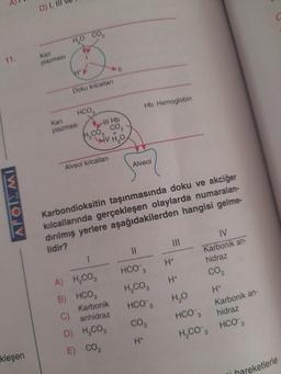 11.
APOIEMI
kleşen
D) I, I
Kan
plazması
HỌ CO,
H+
Doku kılcalları
HCO3
Kan
plazması
H₂CO
Ill Hb
Alveol kılcalları
1
A) H₂CO3
B) HCO3
C)
D) H₂CO3
E) CO₂
-11
V H₂O
Karbonik
anhidraz
Hb: Hemoglobin
Karbondioksitin taşınmasında doku ve akciğer
kılcallarında gerçekleşen olaylarda numaralan-
dırılmış yerlere aşağıdakilerden hangisi gelme-
lidir?
Alveol
||
HCO 3
H₂CO3
HCO 3
CO₂
H*
|||
H+
H+
IV
Karbonik an-
hidraz
CO₂
H+
Karbonik an-
hidraz
HCO 3
H₂O
HCO 3
H₂CO3
i hareketlerle
