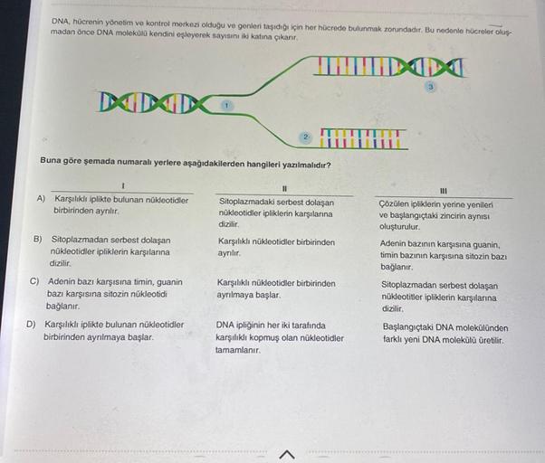DNA, hücrenin yönetim ve kontrol merkezi olduğu ve genleri taşıdığı için her hücrede bulunmak zorundadır. Bu nedenle hücreler oluş-
madan önce DNA molekülü kendini eşleyerek sayısını iki katına çıkarır.
TILDID
XXX
Buna göre şemada numaralı yerlere aşağıdak
